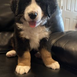Bernese Mountain Dog Puppies from Blair Berners