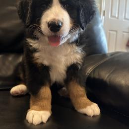 Bernese Mountain Dog Puppies from Blair Berners