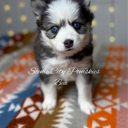 Bea - Black and white female Pomsky puppy in Rossville, Georgia from Scenic City Pomskies