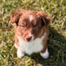 Pinot Noir - Red tri male Miniature Australian Shepherd puppy in Massapequa, New York from All That Auss Mini Aussies