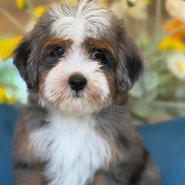 Priscilla - Tri-color female Bernedoodle puppy in Yuciapa, California from AlltheDoodlez_