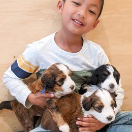 Bernedoodle, Goldendoodle, and Poodle Puppies from Teddy Doodles & Standard Poodles