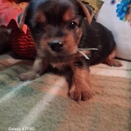 Paul - Black and gold male Yorkshire Terrier puppy in Yadkinville, North Carolina from Yadkinyorkies&Morkies
