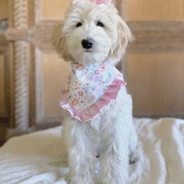 Goldendoodle Puppies from Happy_Tails_by_TJ