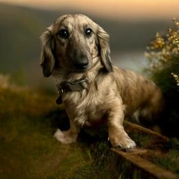 Charlie - Dachshund