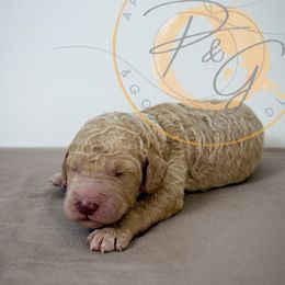Rocky (grey collar) - Cream male Goldendoodle puppy in Murrieta, California from Apricot Poodles & Goldendoodles, LLC