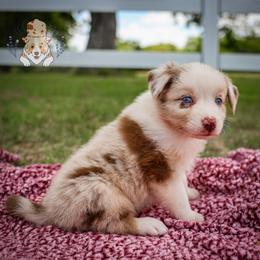 Boudin - Red merle female Australian Shepherd puppy in Buena Vista, Colorado from Wigglebutts Unlimited