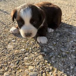 Cisco - Red & white male Miniature Australian Shepherd puppy in Marion, Michigan from Highland Hills Mini Aussies