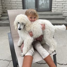 Poodle Puppies from Elysee Standard Poodles