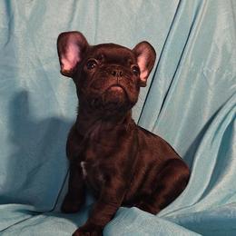 Mario - Black and white male French Bulldog puppy in Capitol Heights, Maryland from Heritage Bully Co.
