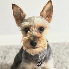 Miniature Schnauzers and Yorkshire Terriers from Two Feral Kids Snorkies