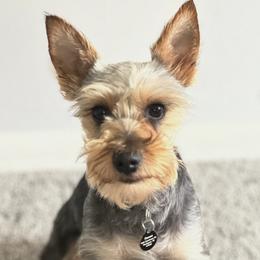 Miniature Schnauzers and Yorkshire Terriers from Two Feral Kids Snorkies