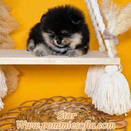 Star - Black and tan female Pomeranian puppy in Los Angeles, California from Pommies of LA