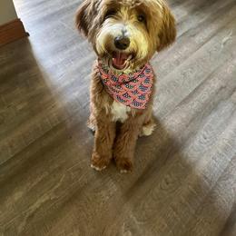 Bernedoodle Puppies from Pleasant Creek Minibernedoodles