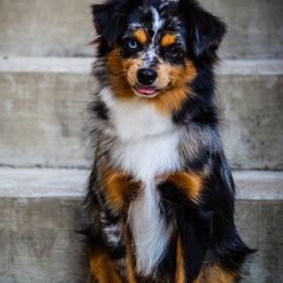 Miniature Australian Shepherds, Miniature Schnauzers, and Toy Australian Shepherds from B4 Toy Aussies
