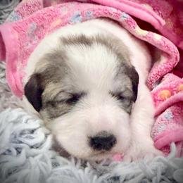 Willow (Millie) Pink collar female - White and badger female Great Pyrenees puppy in Fair Grove, Missouri from Allen Wags & Woolies