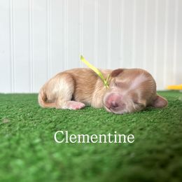Clementine - Apricot female Maltipoo puppy in Springtown, Texas from North Texas Puppies