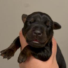 Berlin - Black and rust female Doberman Pinscher puppy in Newberg, Oregon from De Mata Dobermann Kennel
