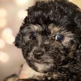 Mal-Shis, Maltese, Maltipoos, and Poodles from Joy-fur puppies