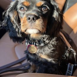 Cavalier King Charles Spaniel All Grown Up from Bunker Hill Cavaliers