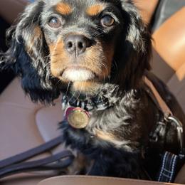 Cavalier King Charles Spaniel All Grown Up from Bunker Hill Cavaliers