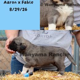 Boy 3 - Fawn male Anatolian Shepherd Dog puppy in Fort Collins, Colorado from Wanyama Ranch Anatolians