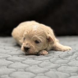 Captain - Apricot male Maltipoo puppy in Bowling Green, Kentucky from Denise Clark
