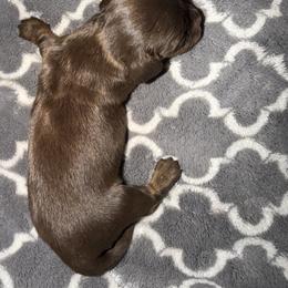 Dolly - Chocolate and tan female Dachshund puppy in Bakersfield, California from Dreaming of Dachshunds