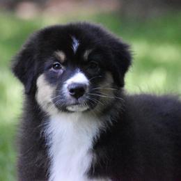 Miu Miu - Black tri-color female Australian Shepherd puppy in Easton, Missouri from MMA Kennel