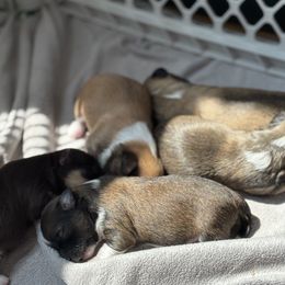 Havanese puppies from Tzedek Farm