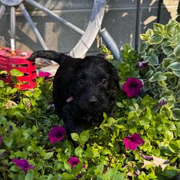 Toph - Black female Goldendoodle puppy in Glen Daniel, West Virginia from Dani’s Doodles