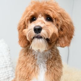 Ripley - Australian Labradoodle