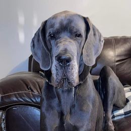 Great Danes from Blessing’s Danes