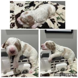 Cream and Red Parti Boy - Parti male Goldendoodle puppy in Lancaster, South Carolina from Silver Hill Farm SC