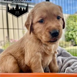Boy 2 - Golden male Golden Retriever puppy in Star, Idaho from Gold Treasure Retrievers