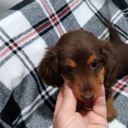 Miyra - Chocolate and tan female Dachshund puppy in Augusta, Georgia from Cherokee Hill Dachshunds