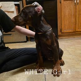 White - Red and rust female Doberman Pinscher puppy in Knox, Indiana from Double River Dobermans