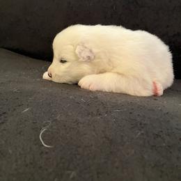 Boy 3 - White male Samoyed puppy in Glasgow, Kentucky from Bluegrass Samoyeds