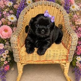 Chara - Black female Shih Tzu puppy in Abilene, Texas from L&L Euro Boxers and Small Town Shih Tzus