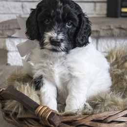 Assorted Doodle Crosses, Bernedoodle, Double Doodle, Goldendoodle, Labradoodle, and Whoodle Puppies from Our Little Farm Life Doodles
