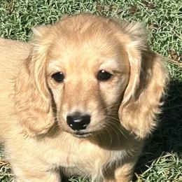 Girl 1 - Cream female Dachshund puppy in Splendora, Texas from Ram’s Kennels
