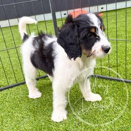 Aqua - Tri-color female Bernedoodle puppy in Rockwall, Texas from Glory Doodles