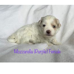 Mozzarella - Cream female Shichon puppy in De Pere, Wisconsin from Kinzor Kennels