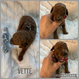 Vette - Red  female Poodle puppy in Mount Vernon, Illinois from AMC Poodles