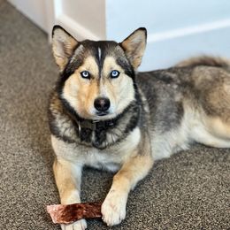 Iris - Pomsky