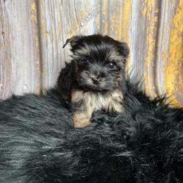 Xyla - Black and tan female Yorkshire Terrier puppy in Tulsa, Oklahoma from Conns Cuddly Canines