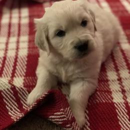 Golden Retriever Puppies from Brightside Goldens