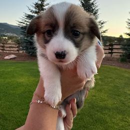 Purple - Pembroke Welsh Corgi puppy from D&D Country Corgis