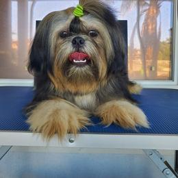 Orion - Shih Tzu