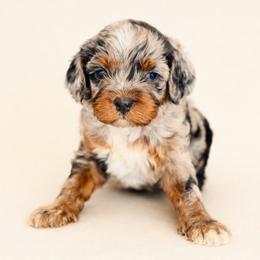 Chocolate Chip - Merle male Cockapoo puppy in Santa Barbara, California from K+C Doodles